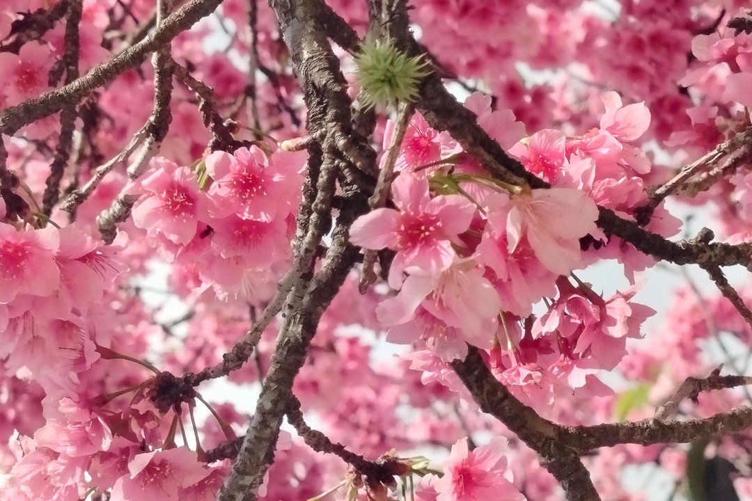 Fotografia de natureza
