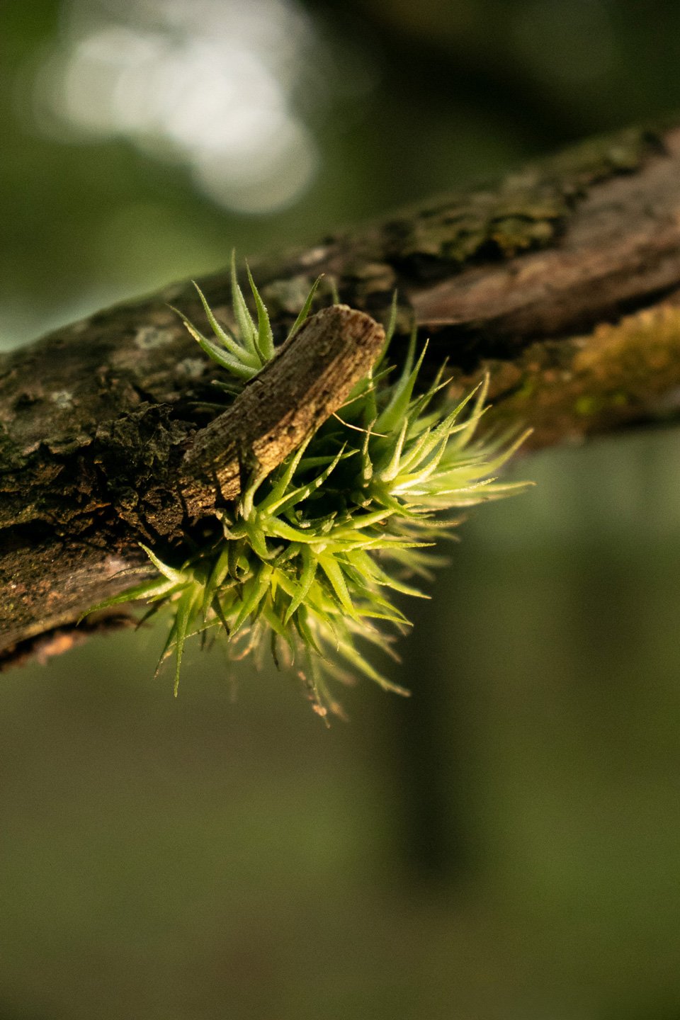 Micro Mundo, fotografia da coleção Silêncio