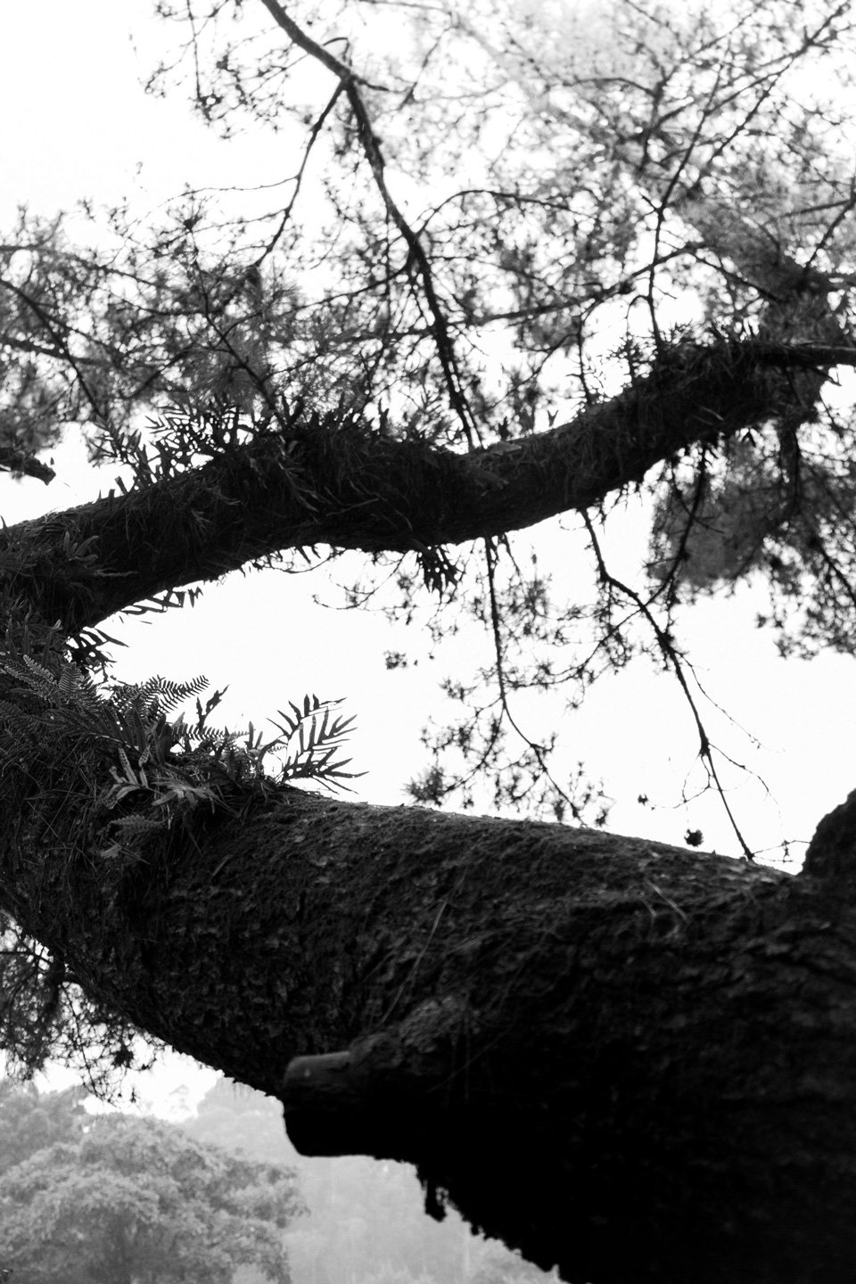 Escada para o Céu, fotografia da coleção Silêncio